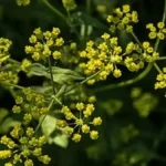 Wild parsnip