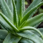 Benefits of aloe vera