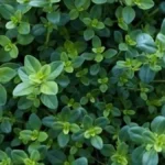 Fresh thyme herb showing health benefits of thyme