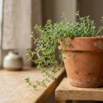 Growing thyme in pots on balcony