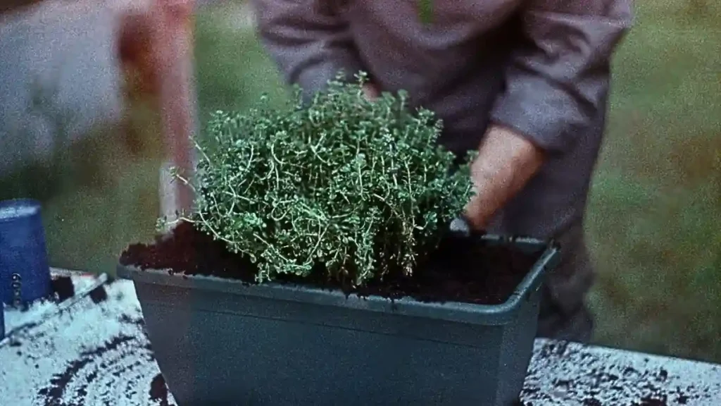 Tips for growing thyme in pots