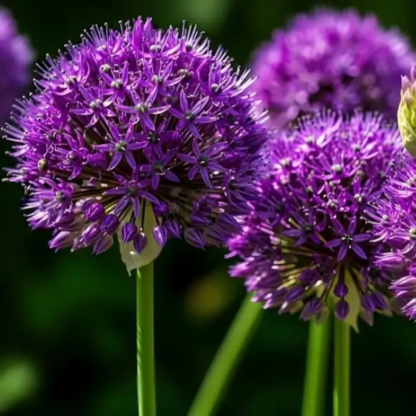 Allium