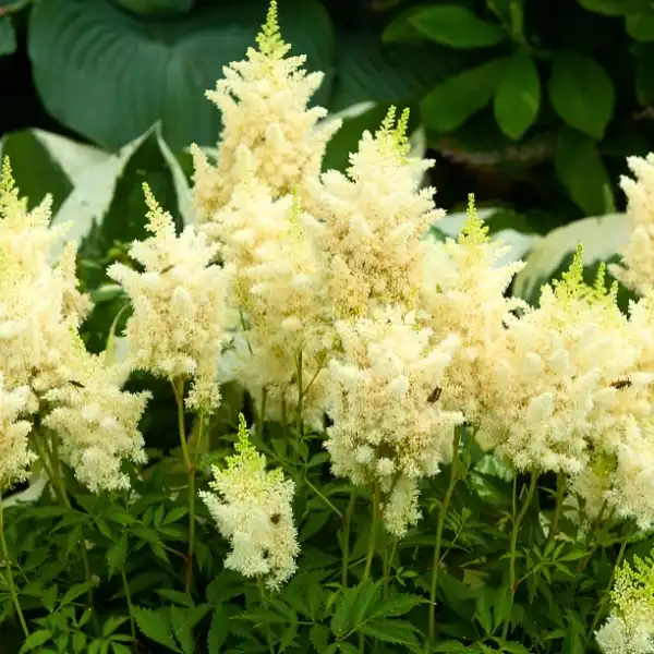 Astilbe