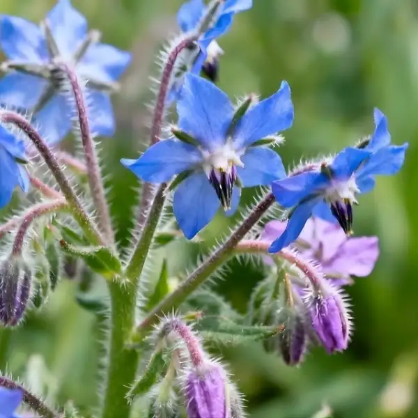 Borage