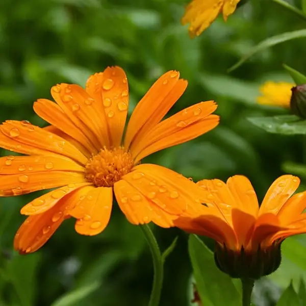 Calendula