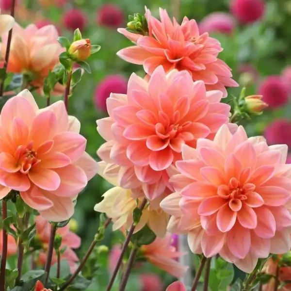 Dahlias