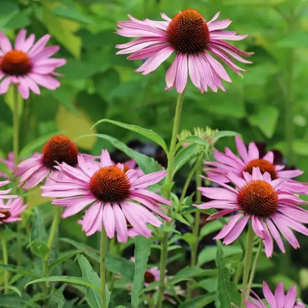 Echinacea