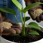 How to fertilize Houseplants