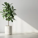 Ficus Audrey Plant
