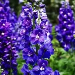 Flowers to plant in April