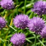 Growing chives