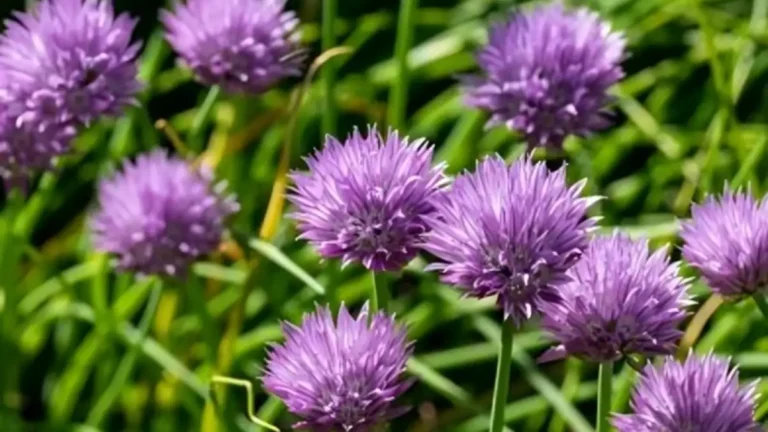 Growing chives