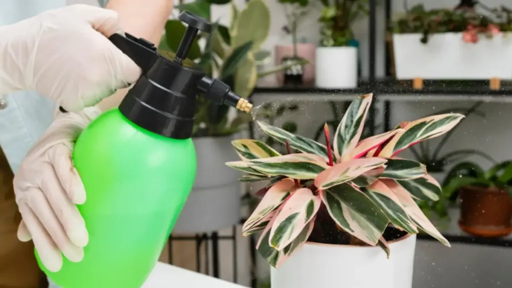 When to fertilize houseplants