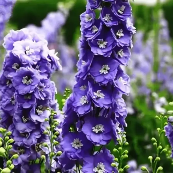 Larkspur