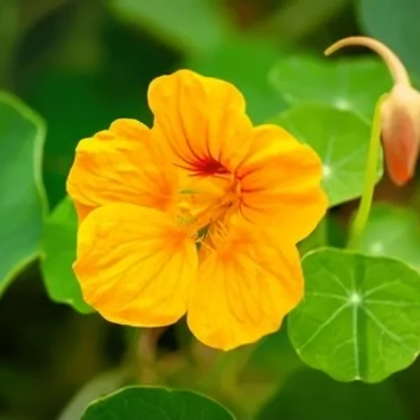 Nasturtiums