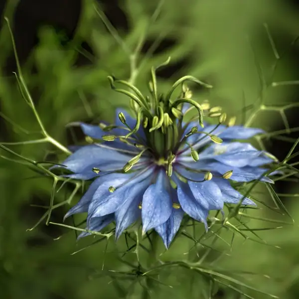 Nigella