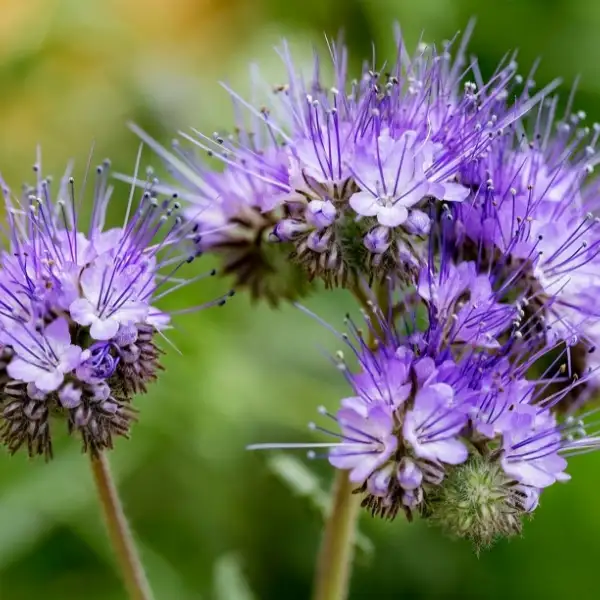 Phacelia