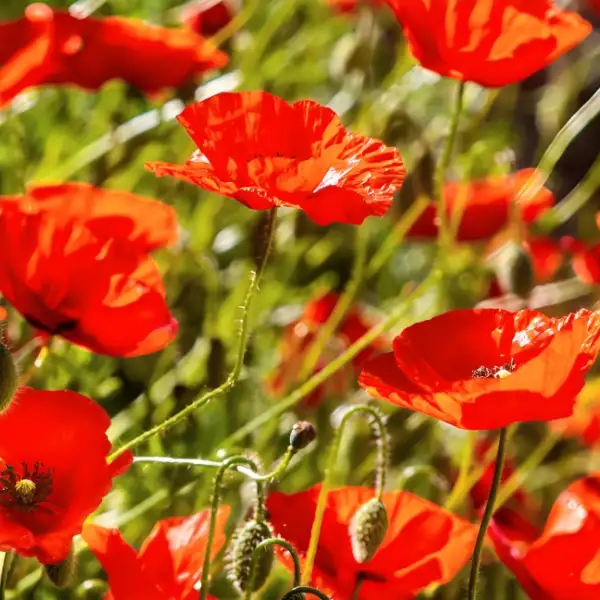 Poppies