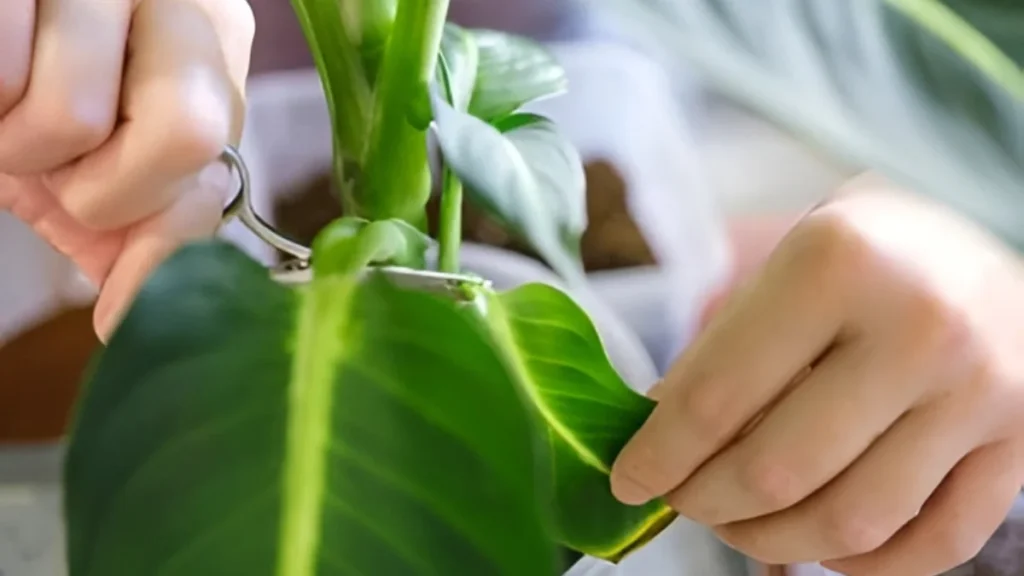 Pruning dieffenbachia plant