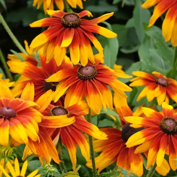 Rudbeckia