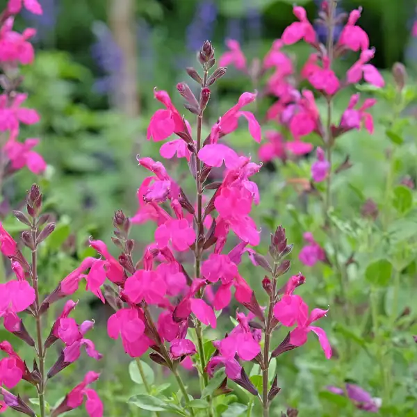 Salvia