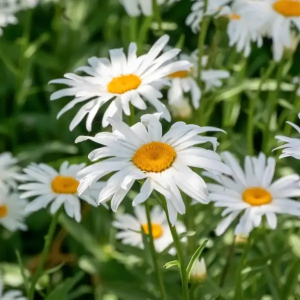 Shasta daisy