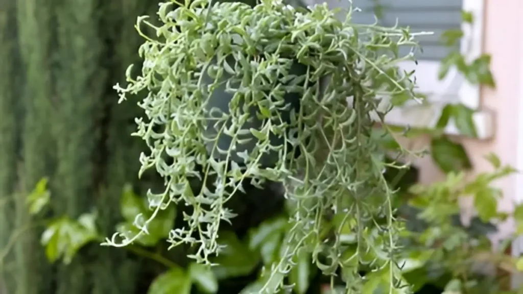 String of dolphins plant