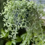 String of dolphins plant