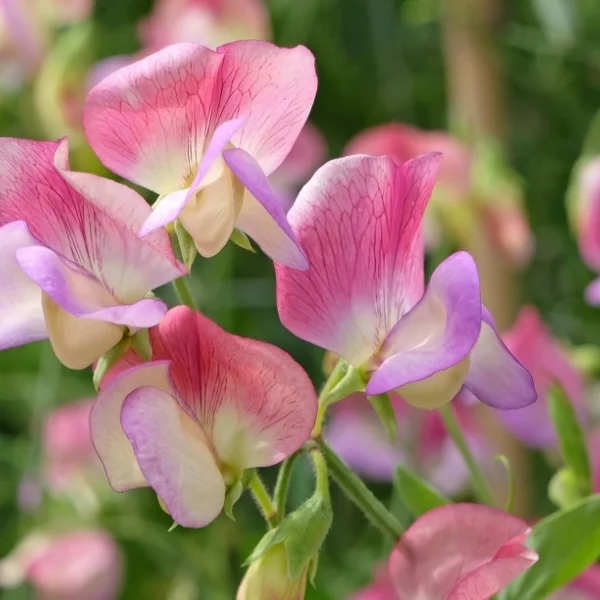 Sweet peas