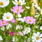 What to plant in April