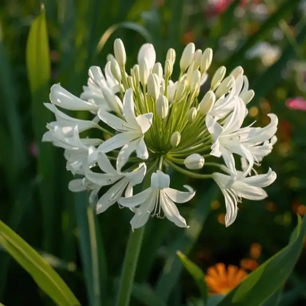 White agapanthus