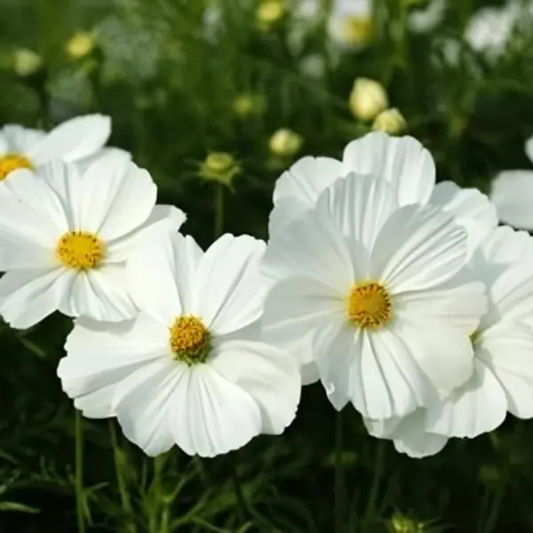 White cosmos