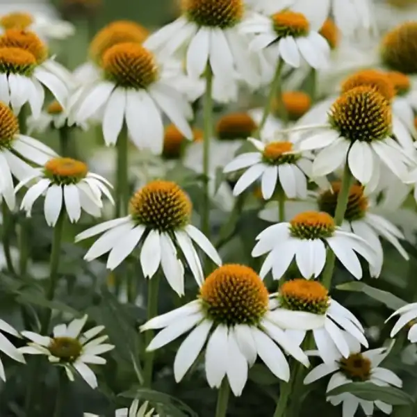 White echinacea