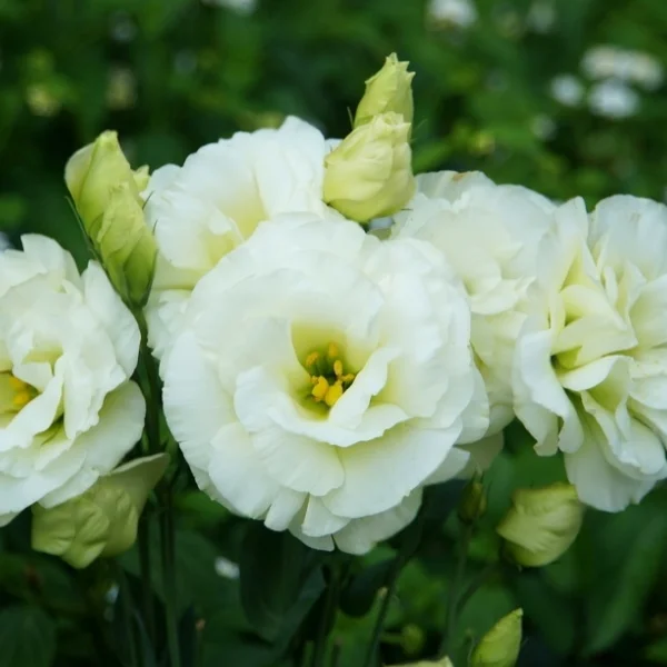 White lisianthus