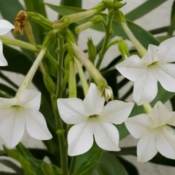 White nicotiana