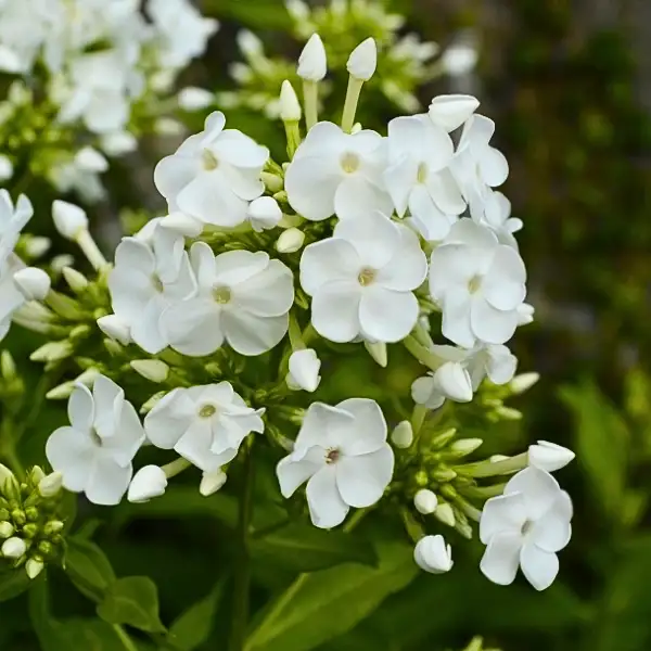 White phlox