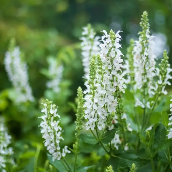 White salvia