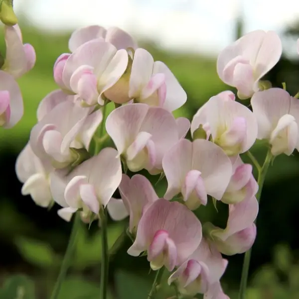 White sweet peas
