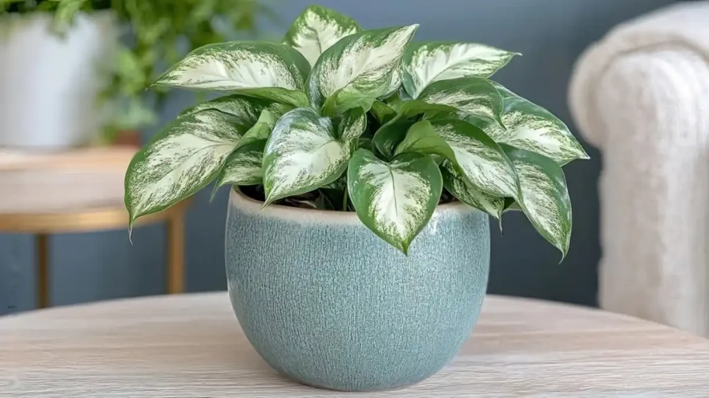 Dieffenbachia plant