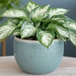 Dieffenbachia plant