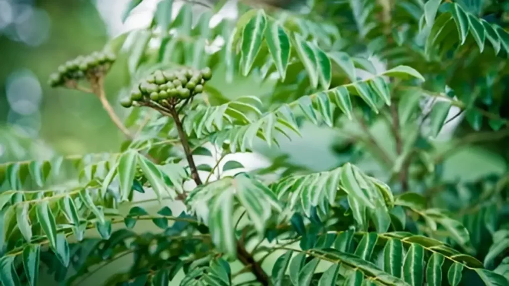 Curry Leaf Plant: The Secret Ingredient Your Garden (and Kitchen) Is Missing Curry leaf plant