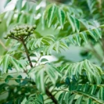 Curry leaf plant