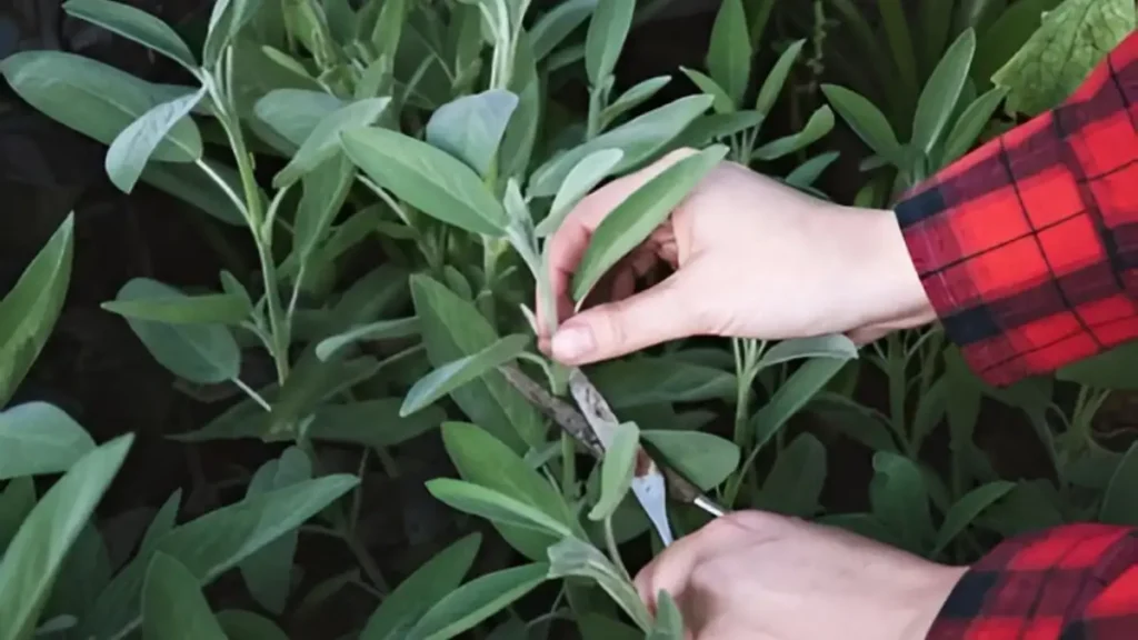Harvesting sage