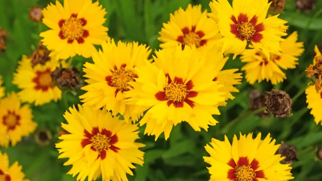 Perennials to plant in May