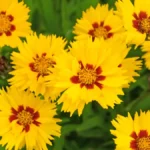 Perennials to plant in May