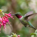 How to attract hummingbirds