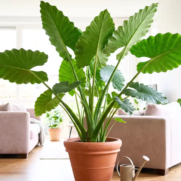 Alocasia 'Portora' (Giant upright elephant ear)