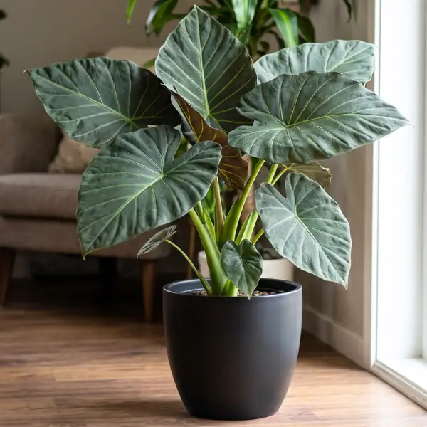 Alocasia 'Regal Shields'