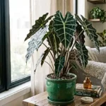 Alocasia Varieties