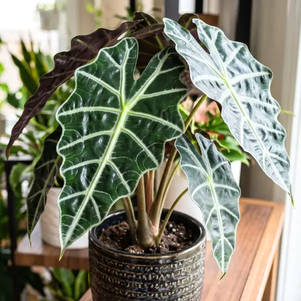 _Alocasia amazonica 'Polly' (African mask plant)